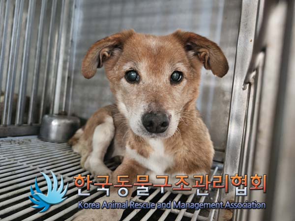 한국동물구조관리협회_441560202500115